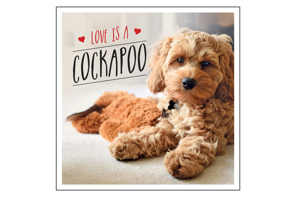 Love Is A Cockapoo