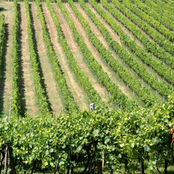 Biscardo Neropasso, Italy 2022 BIN 2052