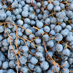 Biscardo Oropasso, Italy 2024 BIN NO 2547