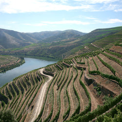 Delaforce Doc Douro LBV Port BIN NO 1392