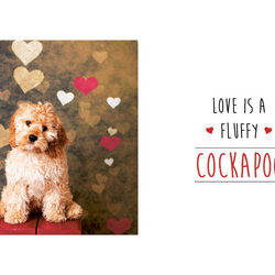 Love Is A Cockapoo