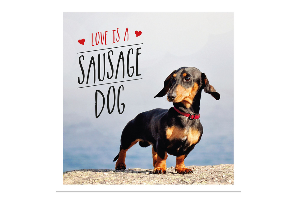 Love Is A Sausage Dog xx