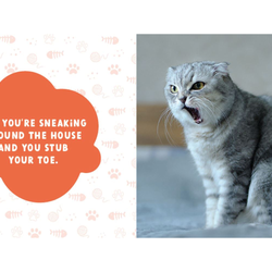 Silly Cats