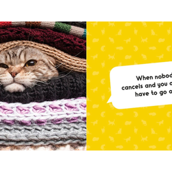 Silly Cats
