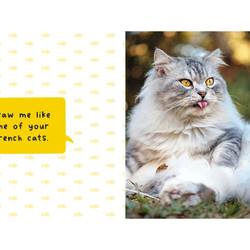 Silly Cats