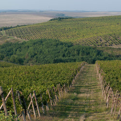 Calusari, Pinot Noir, Romania, 2022 BIN NO 2933