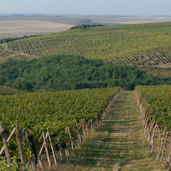 Calusari, Pinot Noir, Romania, 2021 BIN NO 2933