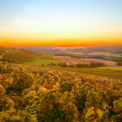 Pierre Mignon, Grande Reserve Premier Cru, Champagne BIN NO 2916